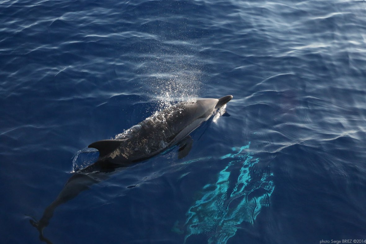 Blue and white dolphins Mediterranean photographed by Serge Briez, ©2014 Cap médiations