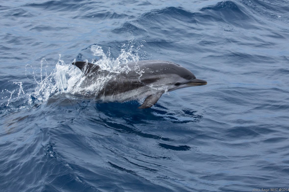 Blue and white dolphin Mediterranean ( Stenella Coeruleoalba) photographed by Serge Briez, ©2014 Cap médiations
