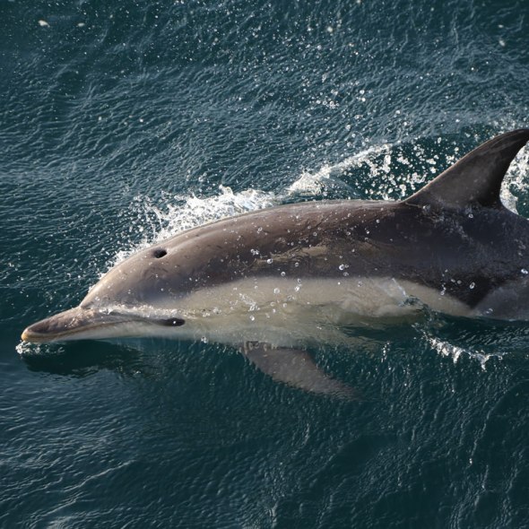 mediterranean common dolphin (Delphinus delphis) photographed by Serge Briez, ©2014 Cap médiations