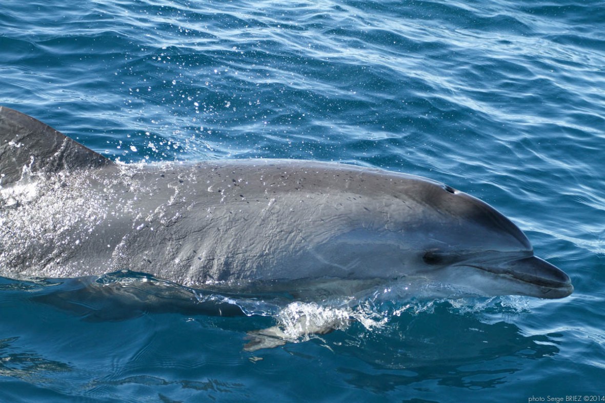 Bottlenose dolphin Mediterranean (Tursiops Truncatus) photographed by Serge Briez, ©2014 Cap médiations