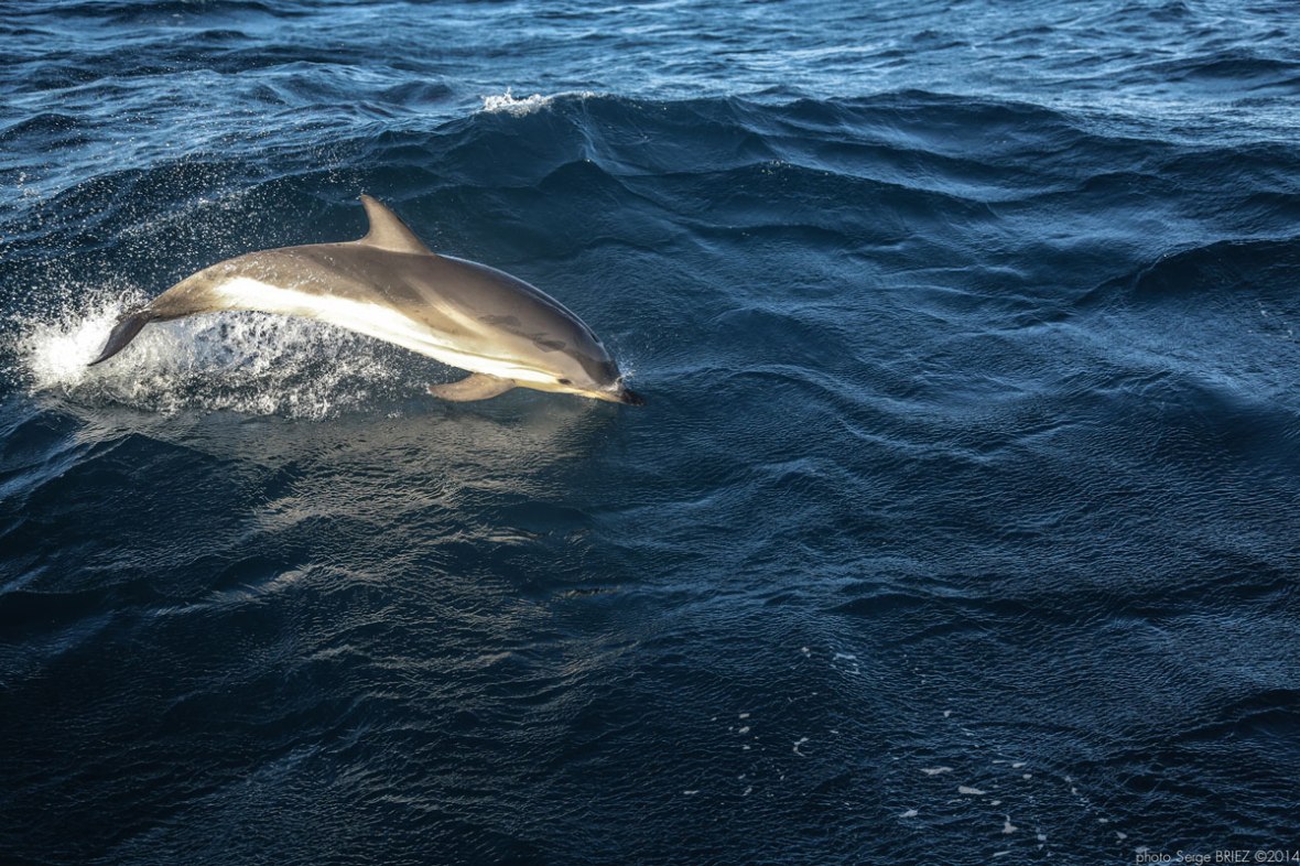Blue and white dolphin Mediterranean ( Stenella Coeruleoalba) photographed by Serge Briez, ©2014 Cap médiations
