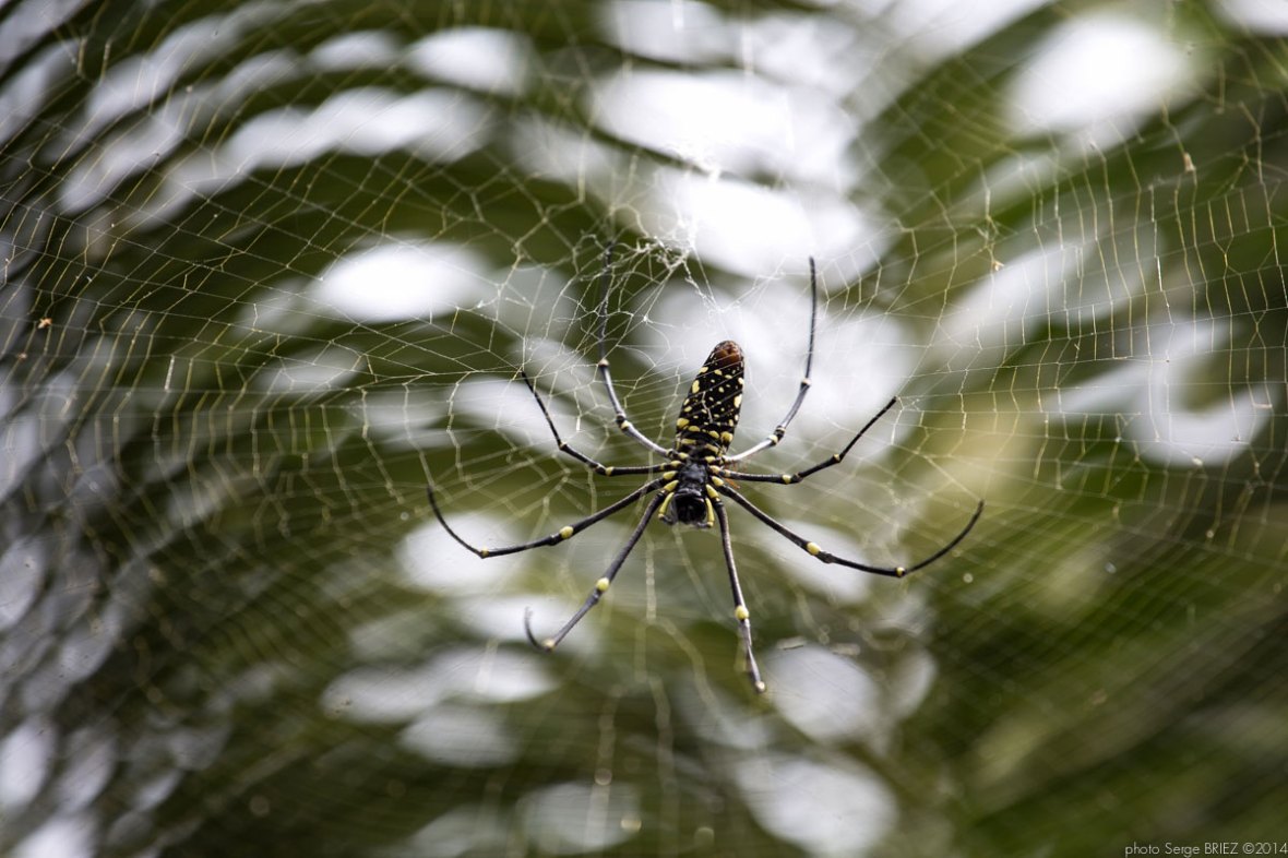 Sulfur picker in Java photographed by Serge Briez, photo Report ©Serge Briez, Cap médiations 2014