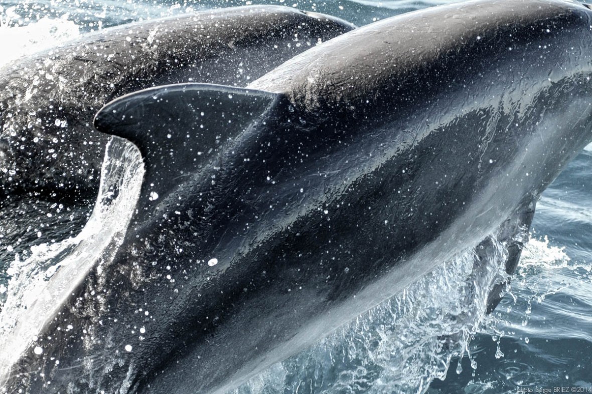Blue and white dolphins Mediterranean photographed by Serge Briez, ©2014 Cap médiations