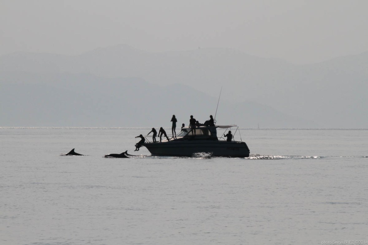 Bottlenose dolphins Mediterranean (Tursiops Truncatus) in front of a motorboat photographed by Serge Briez, ©2014 Cap médiations