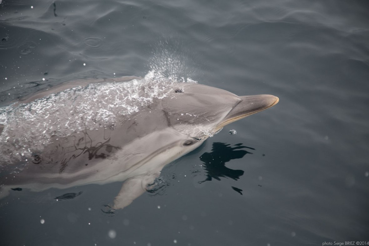 Blue and white dolphin Mediterranean ( Stenella Coeruleoalba) photographed by Serge Briez, ©2014 Cap médiations