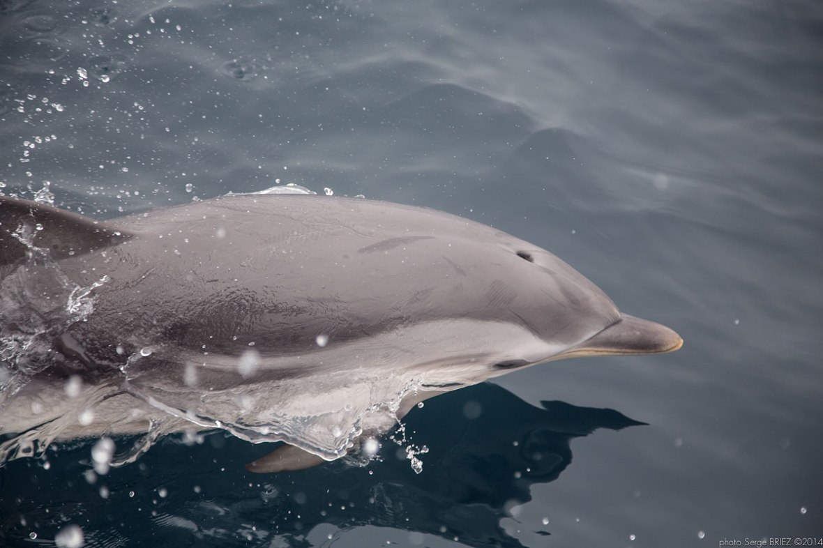 Blue and white dolphin Mediterranean ( Stenella Coeruleoalba) photographed by Serge Briez, ©2014 Cap médiations