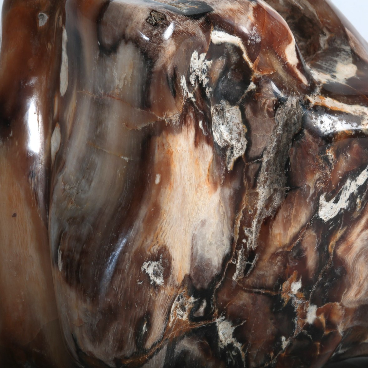 Fossil wood photographed by Serge Briez Imagin'all (http://www.cristaux-sante.com)