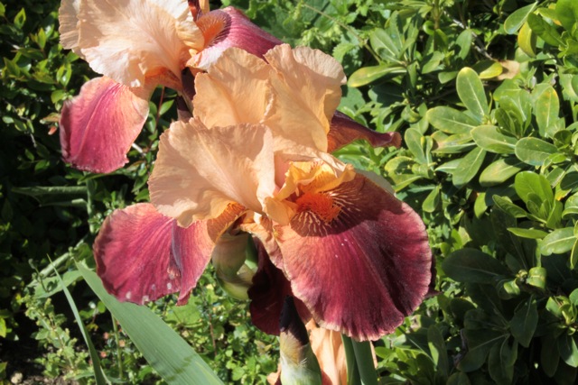 Iris in Florence, Italy ©Serge Briez, Cap médiations