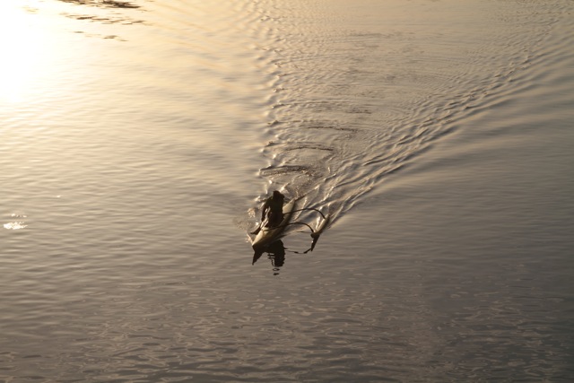 Florence, Italy ©Serge Briez, Cap médiations