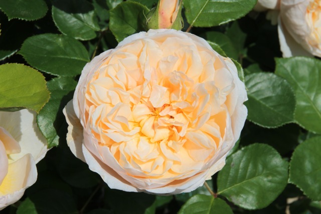 Flower, Florence, Italy ©Serge Briez, Cap médiations