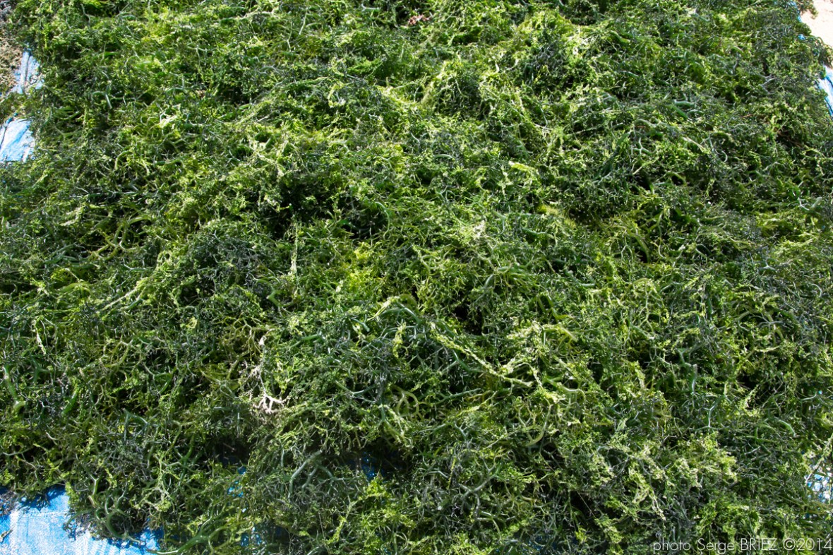 Bali's crops photographed by Serge Briez