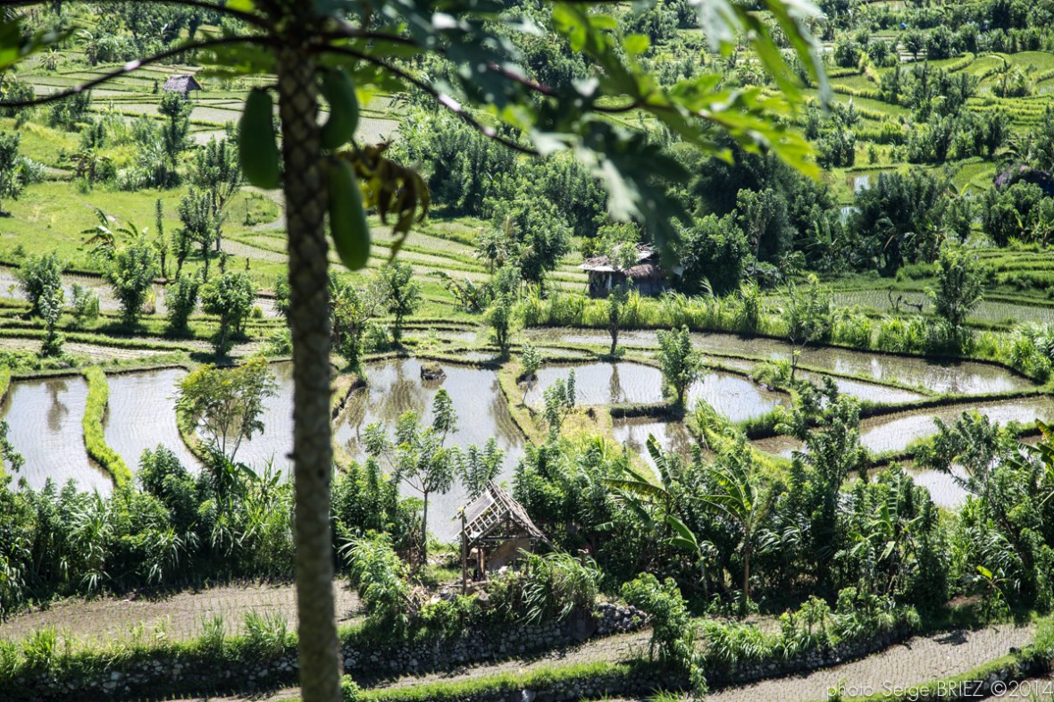 Bali's crops photographed by Serge Briez
