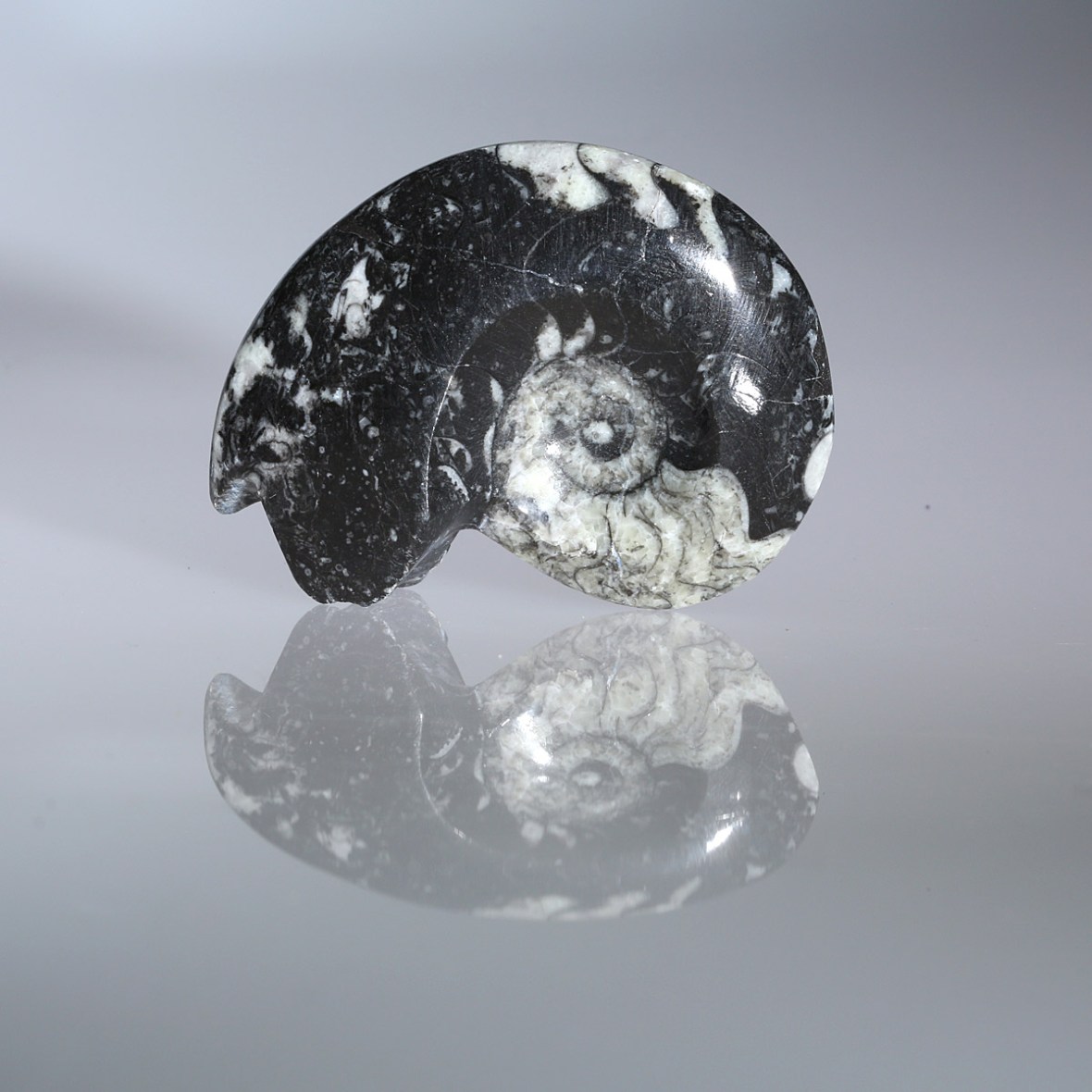 Goniatite, Fossil photographed by Serge Briez for Imagin'all (http://www.cristaux-sante.com)