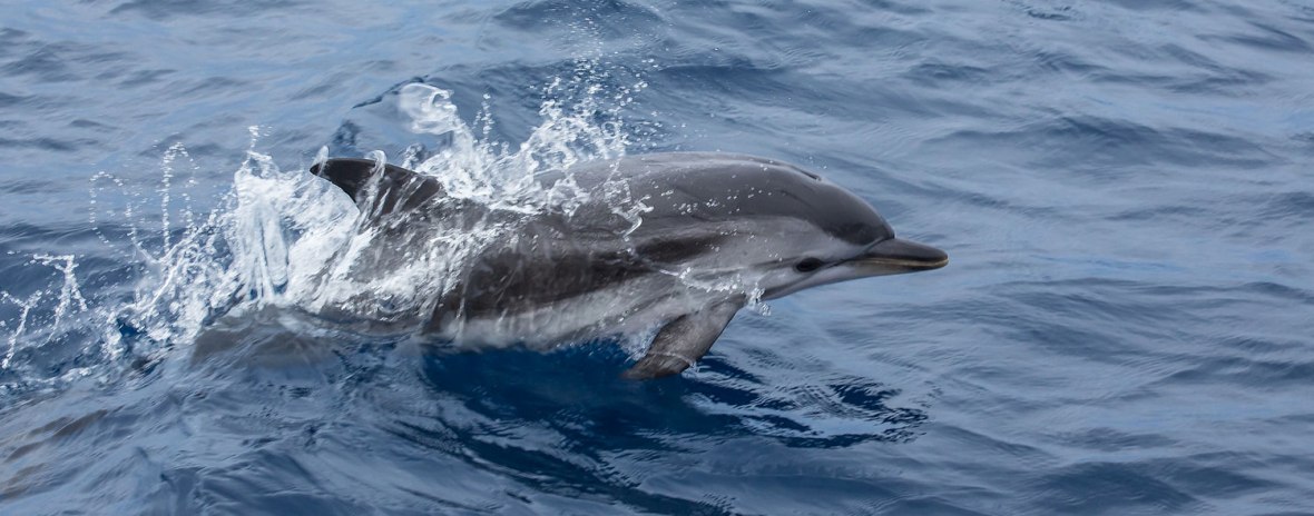 Mediterranean Blue and white dolphins photographed by Serge Briez, ©2014 Cap médiations