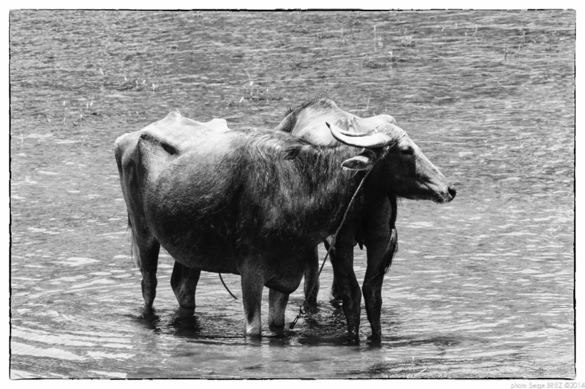 Egypt 2011, Arab Spring Portraits by Serge Briez, ©Serge Briez, Cap médiations 2011