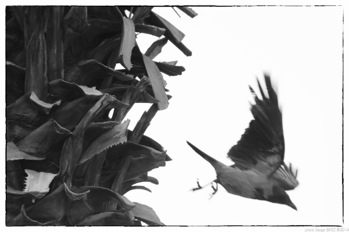 Egypt 2011, Cairo, Arab Spring Portraits by Serge Briez, ©Serge Briez, Cap médiations 2011