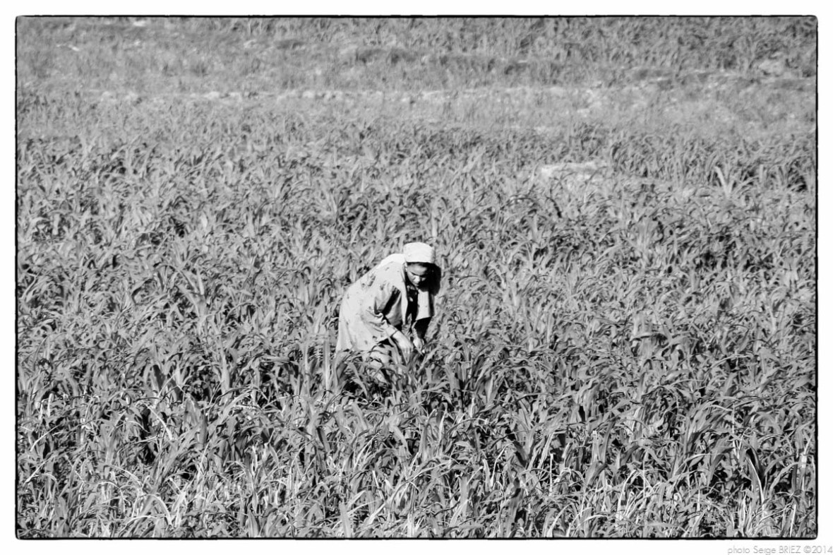 Egypt 2011, Arab Spring Portraits by Serge Briez, ©Serge Briez, Cap médiations 2011