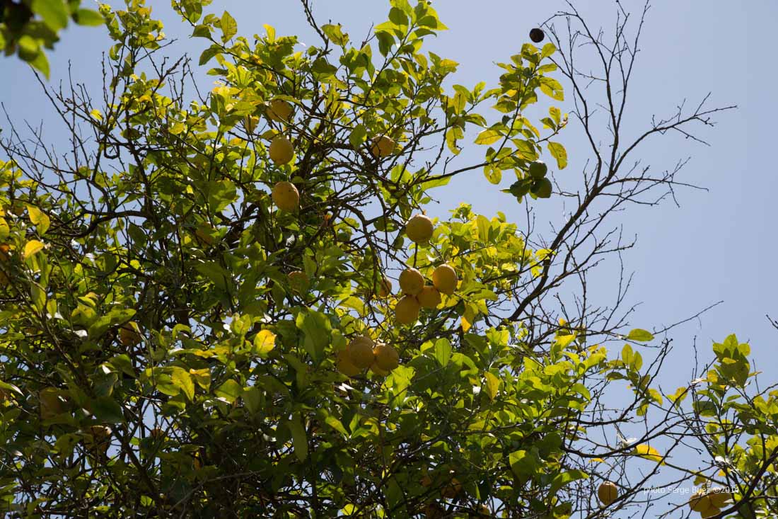 Lemon around the teatro greco, Syracuse, Sicily, Italy photographed by Serge Briez ©2014 Cap médiations, Thera Explorer
