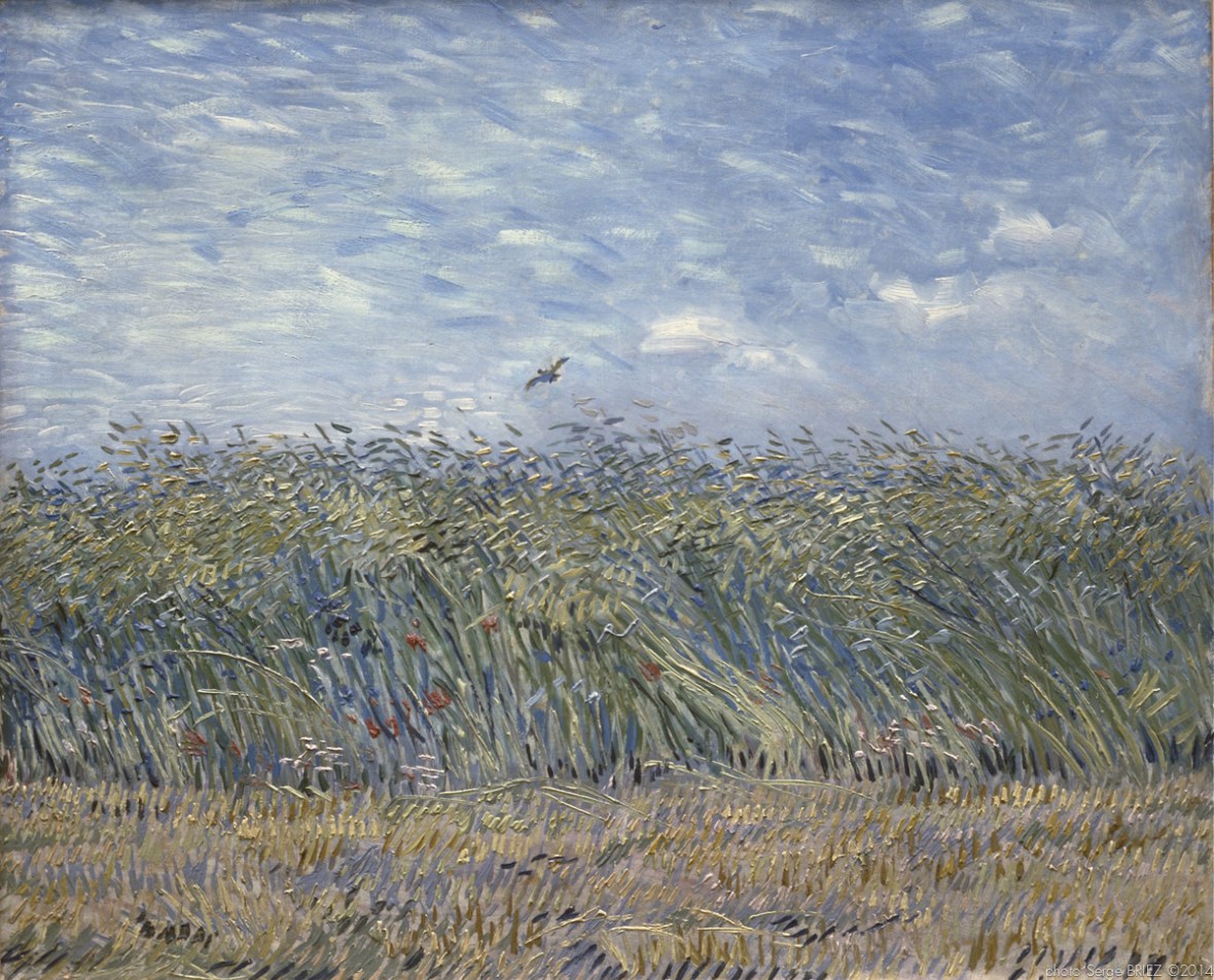 Wheat fields with larks, Champs de blé avec des alouettes, 1888, Van gogh’s painting photographed by Serge Briez, ©2014 Cap médiations