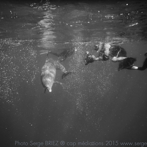 dauphin en Mer Rouge, Tursiops adunctus, photo Serge Briez®capmediations2015
